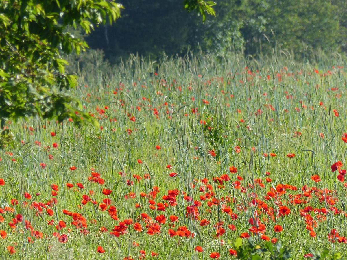 Au Ptit Coquelicot Houyet Exterior foto